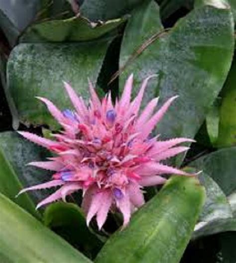 Plant A Bromeliad Pineapple In Os Garden By The Sea Ocean Shores