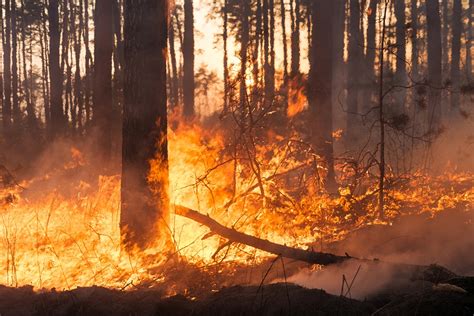 Big Forest Fire In Pine Stand Safety Boss