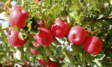 Choose a spot that's as dry and as sunny as can be. Dwarf fruit trees: Small blessings - SALIFE