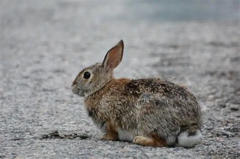 ᐅ What Do Cottontail Rabbits Eat? | Know their Diet