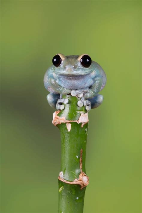 On Top By Val Saxby Cute Reptiles Frog Pictures Baby Frog