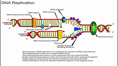 Label The Diagram Of Dna Replication