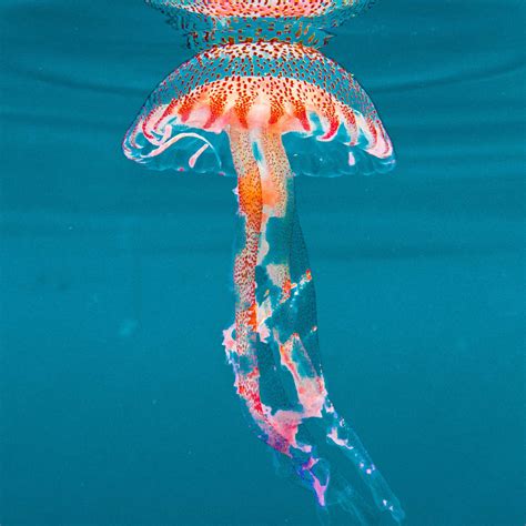 Jellyfish Under The Surface Wall Art Photography
