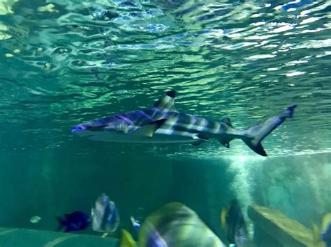 Hastings Aquarium Sussex Top Attractions
