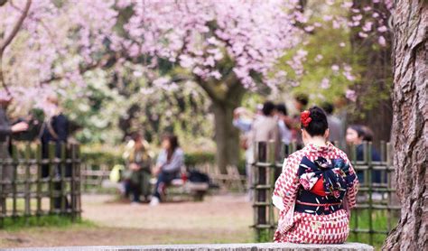 Japanese Cherry Blossom Festival Hanami In Japan All Know How