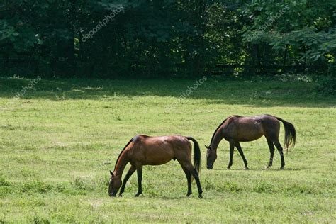 Two Horses Eating Grass Stock Photo By ©dbvirago 2061298