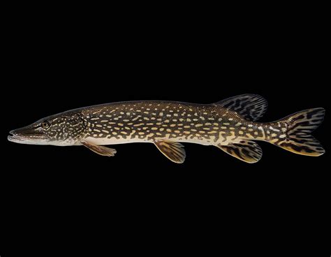 Biologists Find Nonnative Northern Pike In Placid Lake Missoula Current