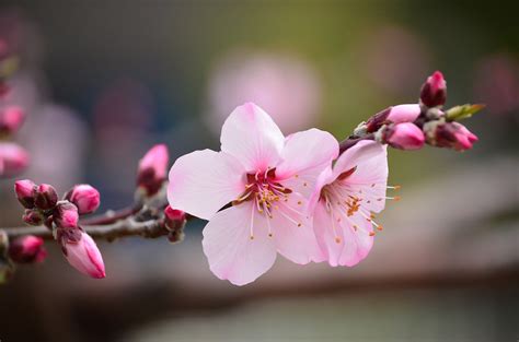 Wallpaper : Japan, garden, branch, cherry blossom, Nikon, pink, spring