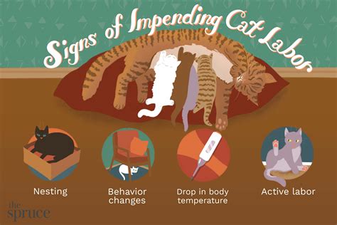 How To Know If Your Cat Is Pregnant Essential Signs To Look Out For