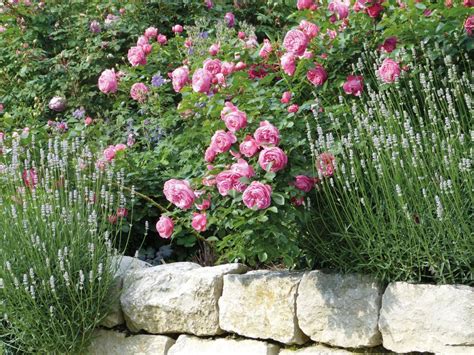 Rosenbegleiter Die Schönsten Partner In 2020 Garten Lavendel