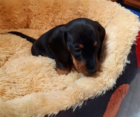 The dachshund is a generally healthy dog breed. Miniature Dachshund Puppies For Sale | Traverse City, MI #247803