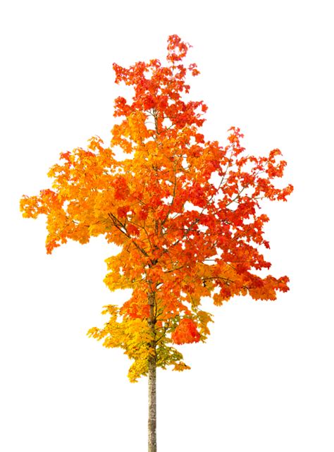 Nature Autumn Tree Fall Free Photo On Pixabay