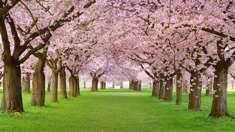 Pink Trees Wallpapers Top Free Pink Trees Backgrounds Wallpaperaccess