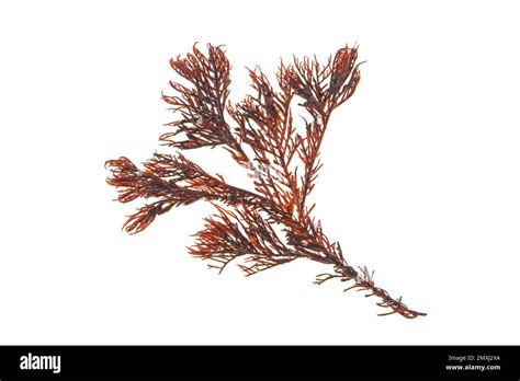 Red Algae Or Rhodophyta Seaweed Branch Isolated On White Stock Photo