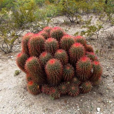 20 Seeds Mexican Lime Cactus Seeds Ferocactus Stainesii Seed Seeds