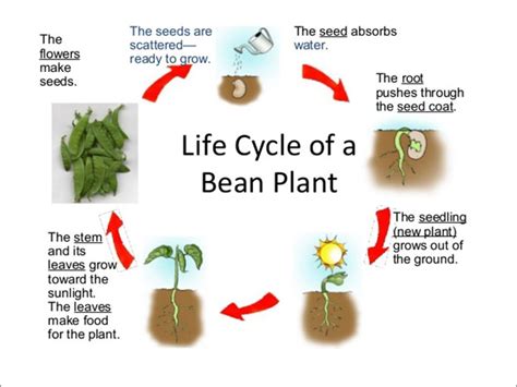 Life Cycle Of A Plant Science Lessons And Worksheets For Children