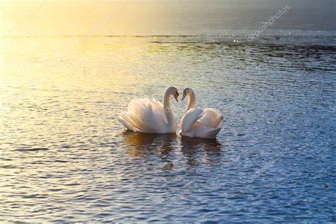 Two Swans Forming A Heart — Stock Photo © Stootsy 65121421