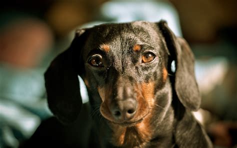 Wallpaper Dog Dachshund Muzzle Ears 2560x1600 Goodfon 659114