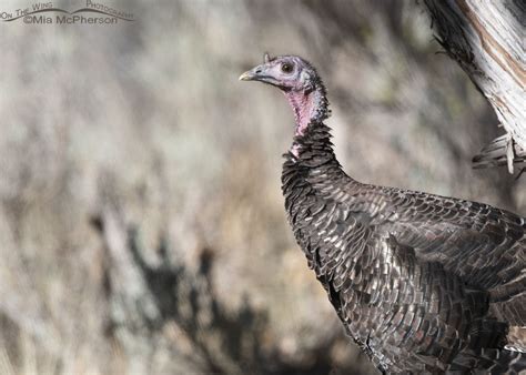 Wild Turkey Close Up On The Wing Photography