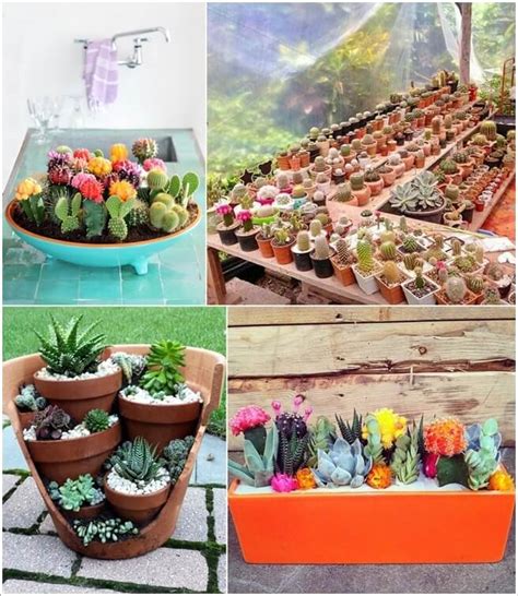 13 Beautiful Cactus Garden Ideas