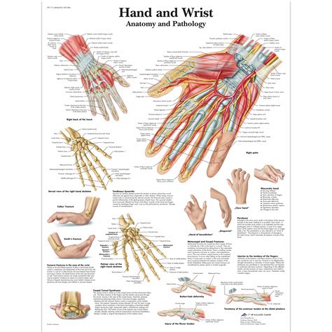 The Wrist Anatomy
