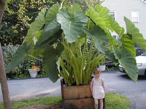 3 Elephant Ear Plant Bulbs - Alocasia - Over Winter Indoors for Larger