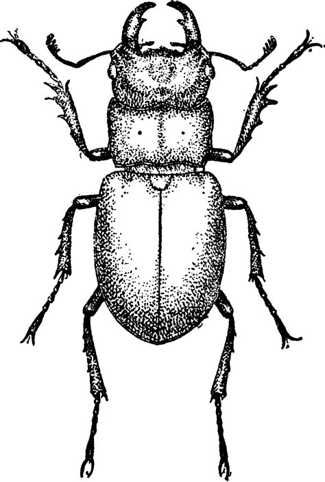 Stylized cartoon beetle insect, isolated on white background. Stag Beetle | ClipArt ETC