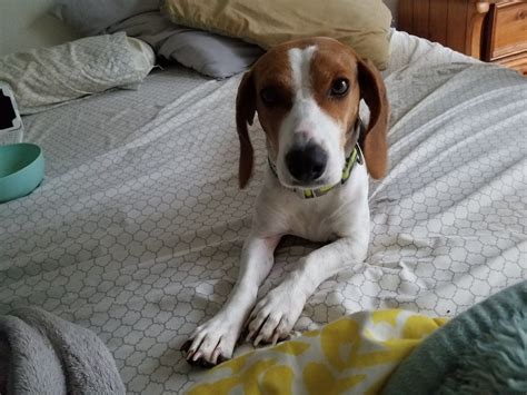 We are proudly raising and breeding. Basset Hound Puppies Charlotte Nc - Animal Friends