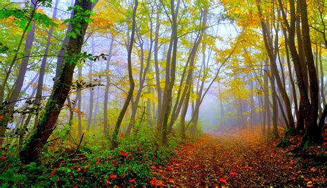 Free Download Beautiful Forest 115142 High Quality And