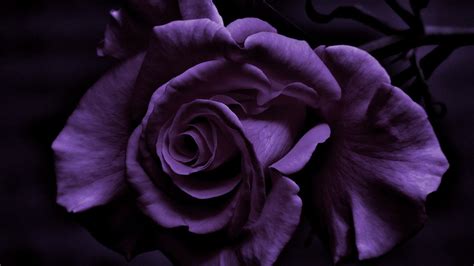 Dark Purple Rose Flower In Black Background Hd Rose Wallpapers Hd