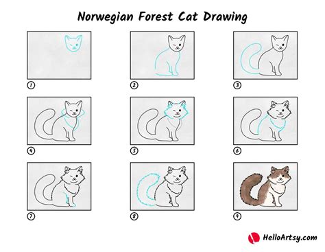 Norwegian Forest Cat Drawing Helloartsy