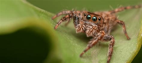 Most Common Florida Spiders In Homes And Yards Abc Blog