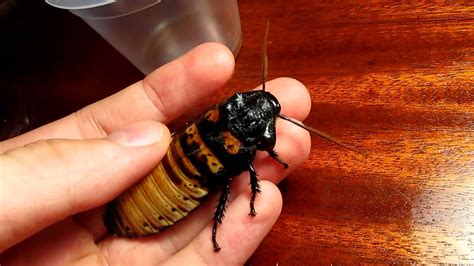 Madagascar Hissing Cockroach Hiss Youtube