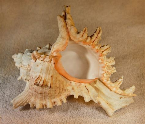 Red Sea Shells Maui Mike