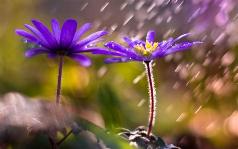 Download Wallpaper 3840x2400 Flower Petals Purple Blur 4k Ultra Hd 1610 Hd Background