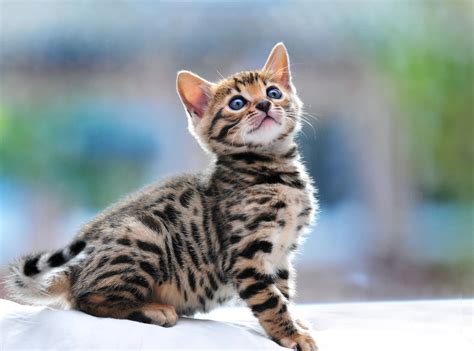 Hypoallergenic Bengal Cats Lap Leopard Bengals