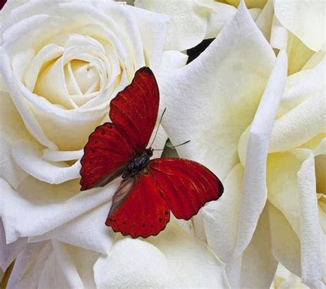 A White Rose And A Red Butterfly How Beautiful Beautiful Roses Lovely