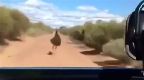 Emus Deliberately ‘run Down By 4wd In Wa Video Daily Telegraph