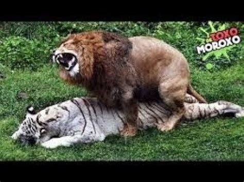 Ver Apareamiento De Animales Distinto