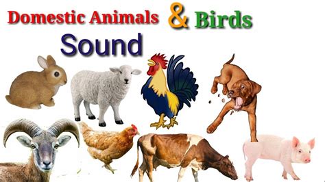 Animals Sound For Children 17 Amazing Domestic Animals And Bards Sound