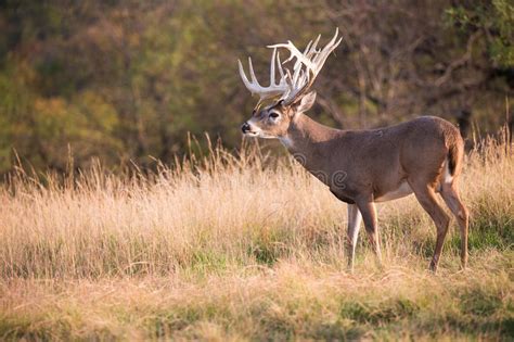 Huge Non Typical Whitetail Buck Stock Image Image Of