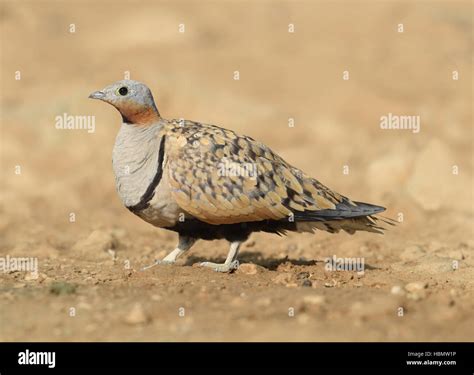 Black Bellied Sandgrouse Pterocles Orientalis Stock Photo Alamy