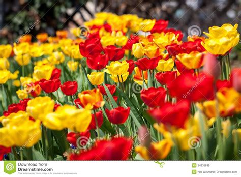 Beautiful Colorful Yellow Red Tulips Flowers Royalty Free