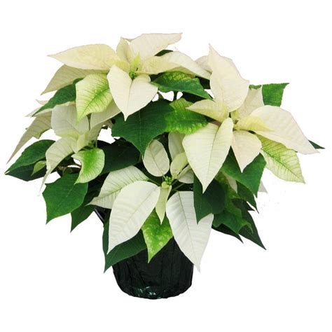 Festive White Poinsettia Plant Delivered To You By Clare Florist