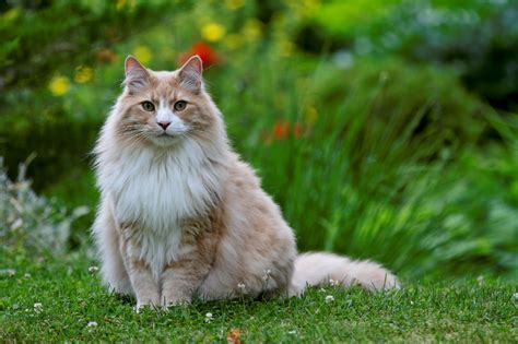A Guide To The Norwegian Forest Cat In 2020 Norwegian Forest Cat