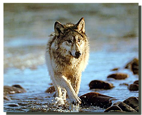 Gray Wolf Poster V Animal Posters Wolf Posters