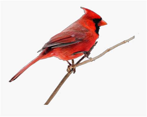 Cardinal Bird Northern Cardinal Free Transparent Clipart