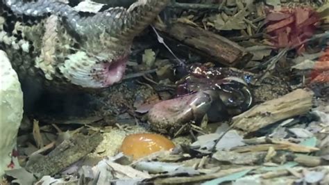 Anaconda Giving Birth Youtube