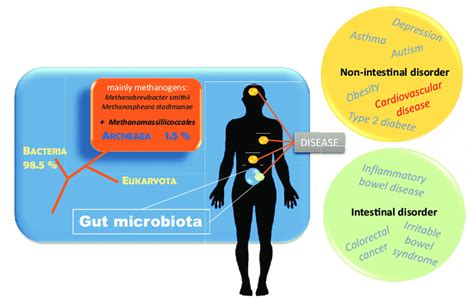 The Human Gut Microbiota Its Archaeal Component And Its Role In