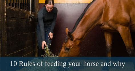 10 Rules Of Feeding Your Horse And Why Premier Performance Cz